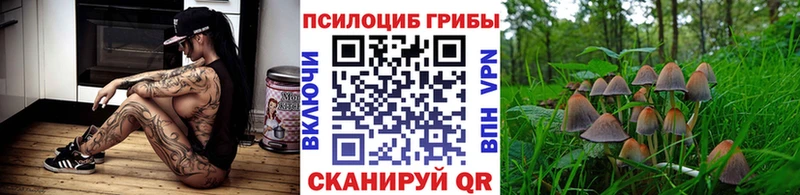 Псилоцибиновые грибы Cubensis  где купить   Шуя 